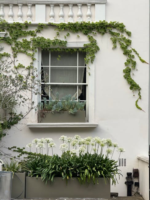 A white exterior wall of a building features a large window divided into six panes, with sheer curtains partially drawn inside. Climbing ivy with lush green leaves spreads across the top portion of the wall, cascading down around the window. Beneath the window is a rectangular garden bed filled with tall, white flowering plants that have broad green leaves, likely a type of allium or similar perennial. To the left, a shrub with small, delicate leaves extends over a section of the wall. The area appears well-maintained, with a concrete or stone path running in front of the garden bed. Visible tools and supplies, including a metal container and a black pipe, suggest ongoing garden maintenance. The scene is illuminated by natural daylight, highlighting the fresh greenery and clean, white surface of the building, consistent with the gardening and outdoor care themes of Pimlico tube gardeners for balcony and courtyard gardens, as promoted by Gardeners Pimlico.